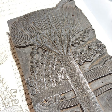 Images et blocs d'imprimeries du livre 'Rariorum Plantarum Historia'  de Carolus Clusius, imprimé par Plantin en 1601