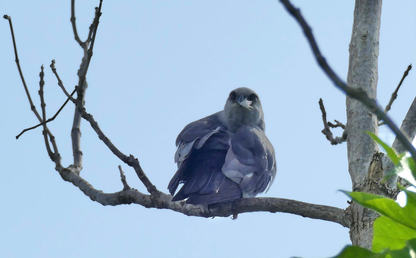 Mississippi kite with white feather in mouth