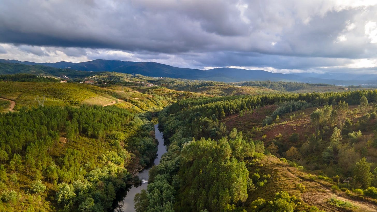 Ayahuasca, a Journey of a Lifetime