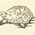 AI Turtle