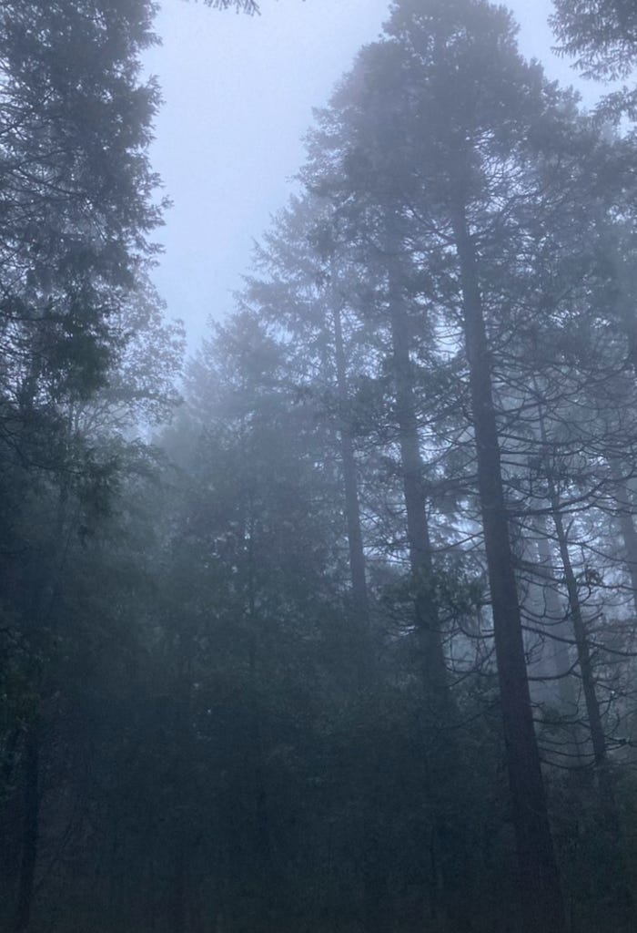 Foggy forest