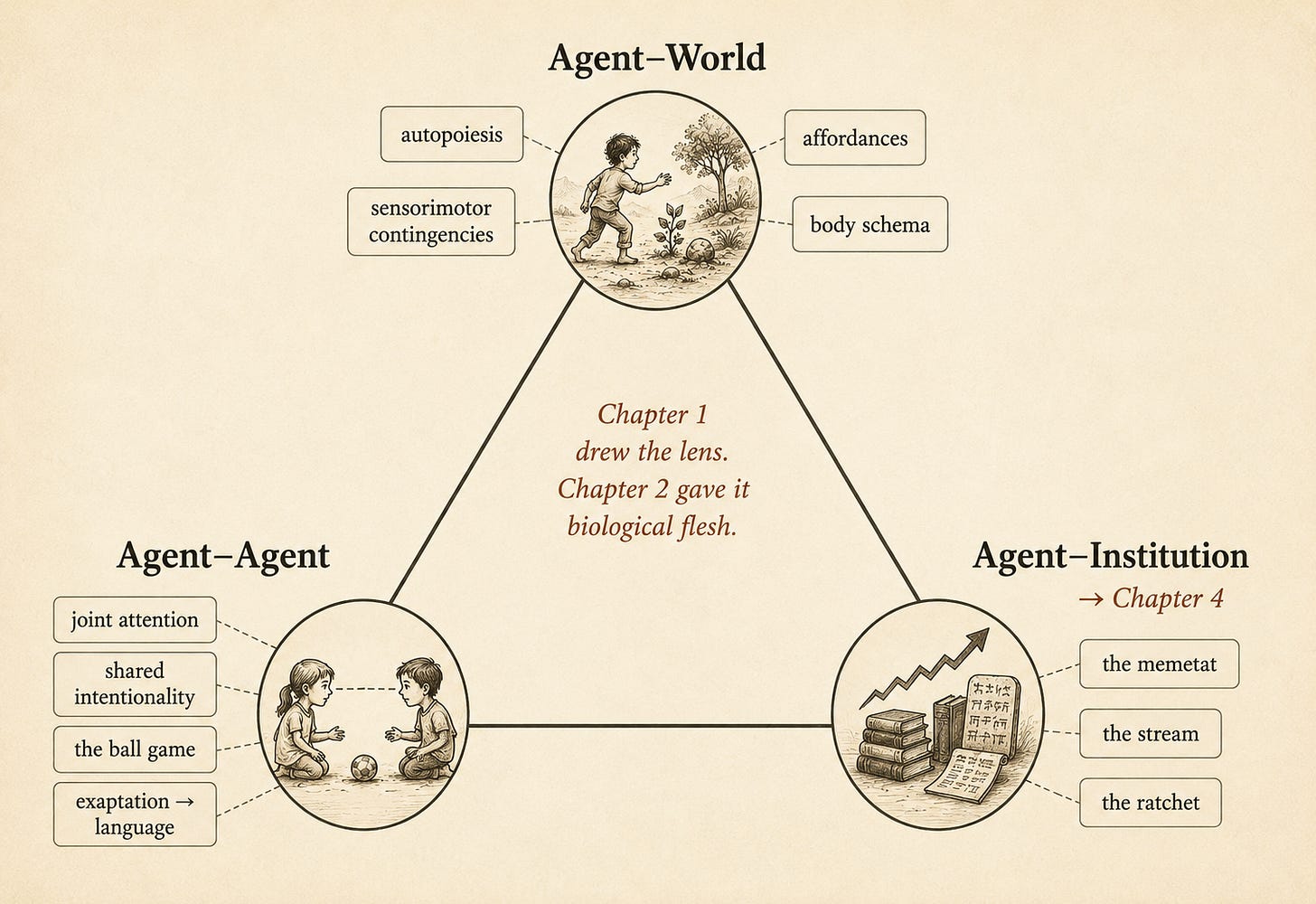 A triangle with three labeled vertices. The top vertex, "Agent–World," is clustered with the tags autopoiesis, sensorimotor contingencies, affordances, body schema, beside a small icon of an embodied figure coupled to terrain. The bottom-left vertex, "Agent–Agent," carries joint attention, shared intentionality, the ball game, exaptation → language, beside two figures sharing a gaze over a ball. The bottom-right vertex, "Agent–Institution," carries the memetat, the stream, the ratchet, beside stacked books with an upward ratchet arrow and a faint "→ Chapter 4." A central note reads "Chapter 1 drew the lens. Chapter 2 gave it biological flesh."