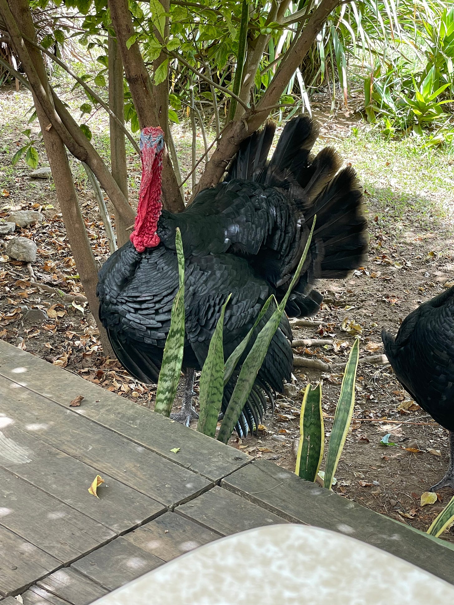 A very large turkey.