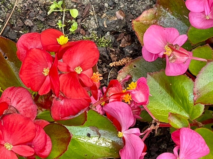 A close up of flowers

Description automatically generated