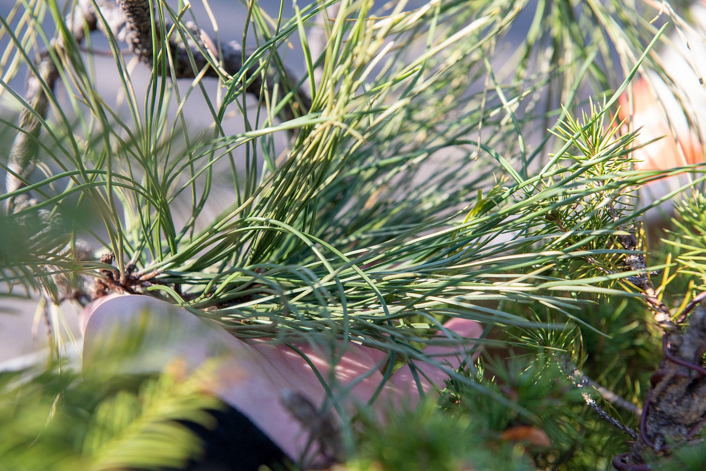 ID: Photo of ponderosa pine needles cupped in my hand