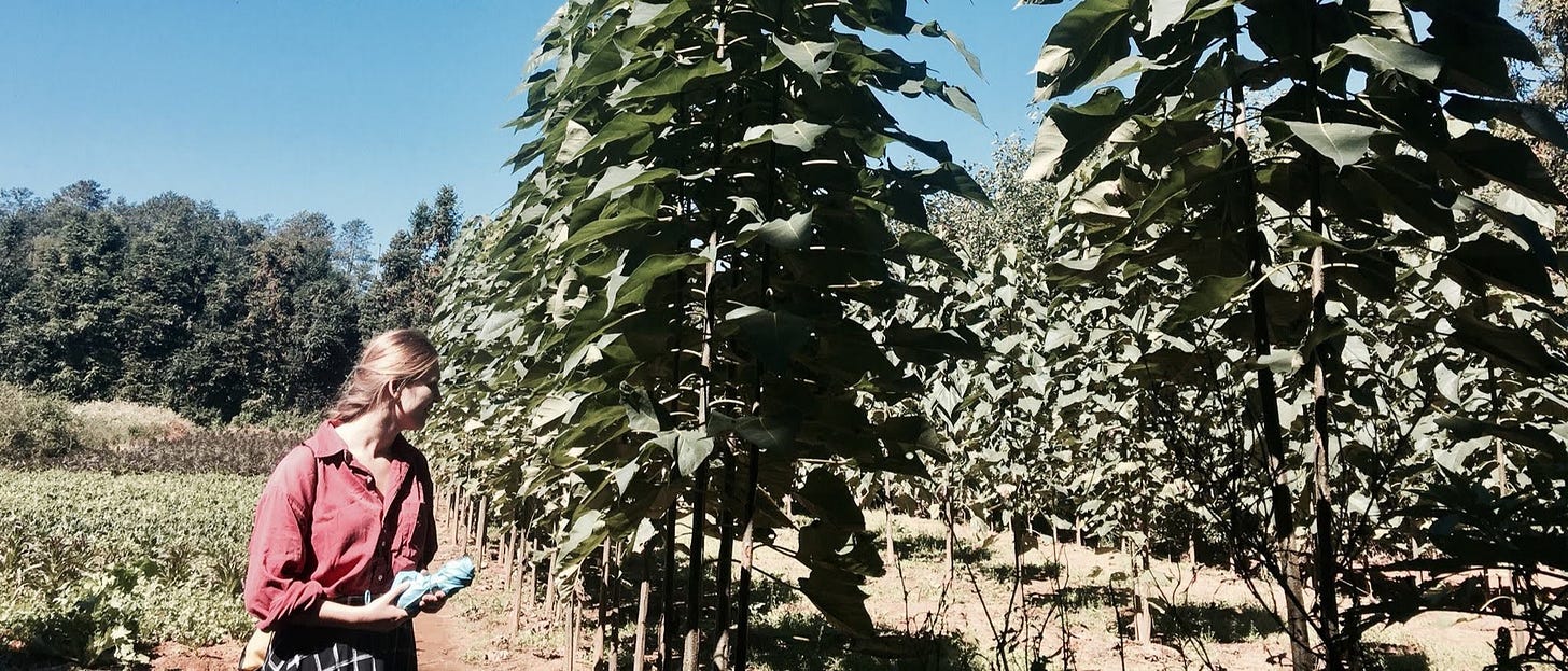The author next to rows of tall leafy plants
