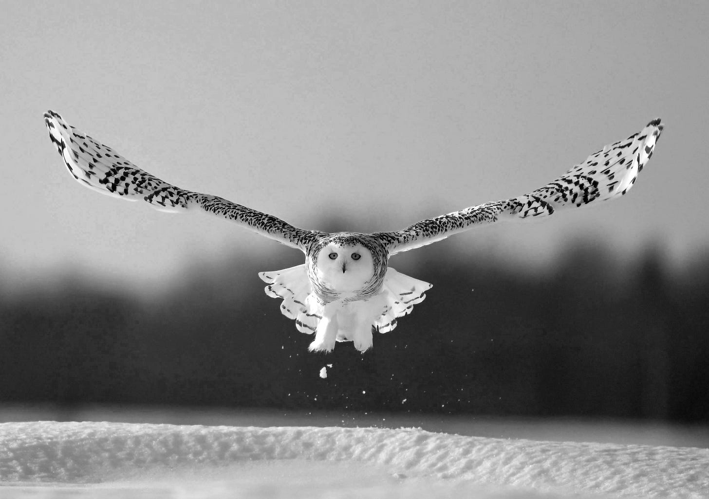 White owl flying over the snow