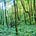 Understory's avatar