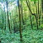 Understory's avatar