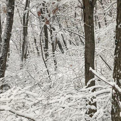 scenes of snow and trees