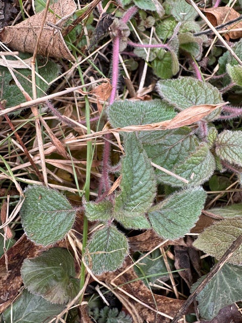 Mystery wild mint Mystery wild mint