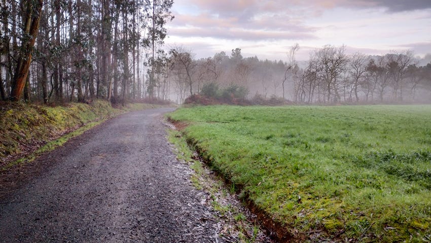 Pista de tierra entre prados y árboles con ambiente de niebla