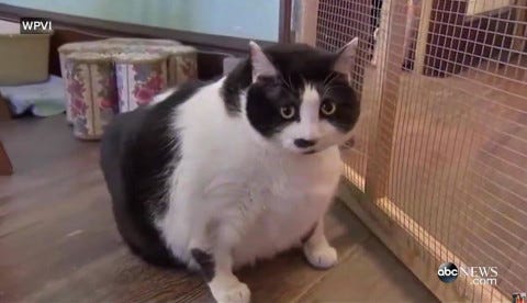 Sprinkles_Free_Feed_Cats Sprinkles_Free_Feed_Cats