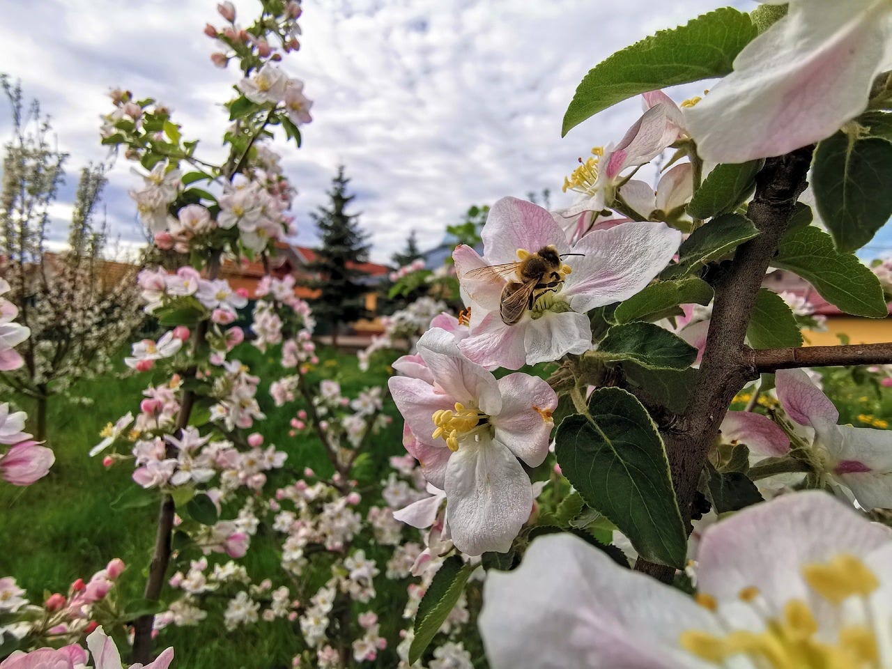 bee working on fruit tree blossums