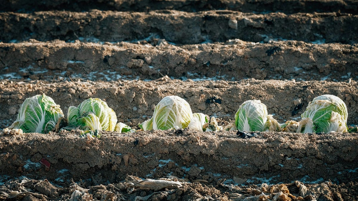 Senator Welch's 2026 Organic Farming Bill: A Game Changer?