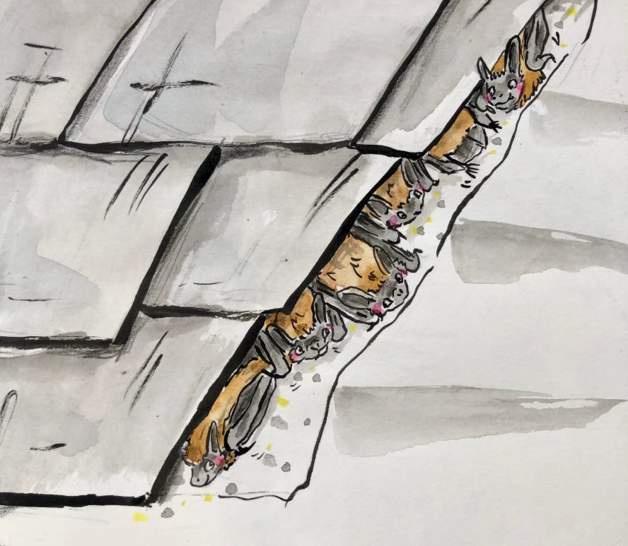 illustration. bats under roof slates