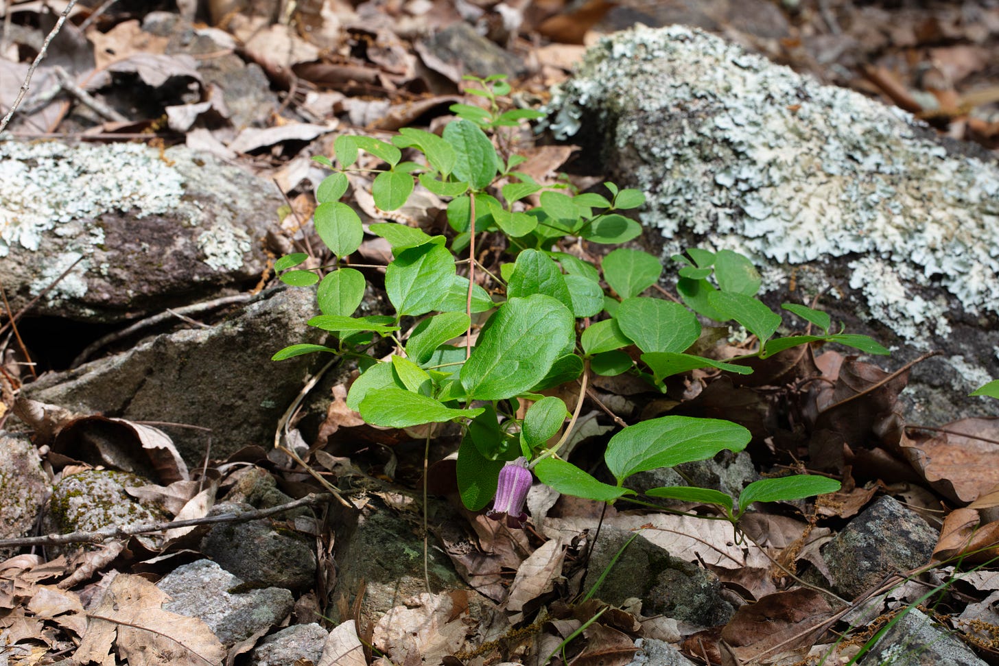 Between a pair of lichen-encrusted stones, the bright green foliage of a clematis vine spills over a gentle slope, ending in a single purple bell-shaped flower