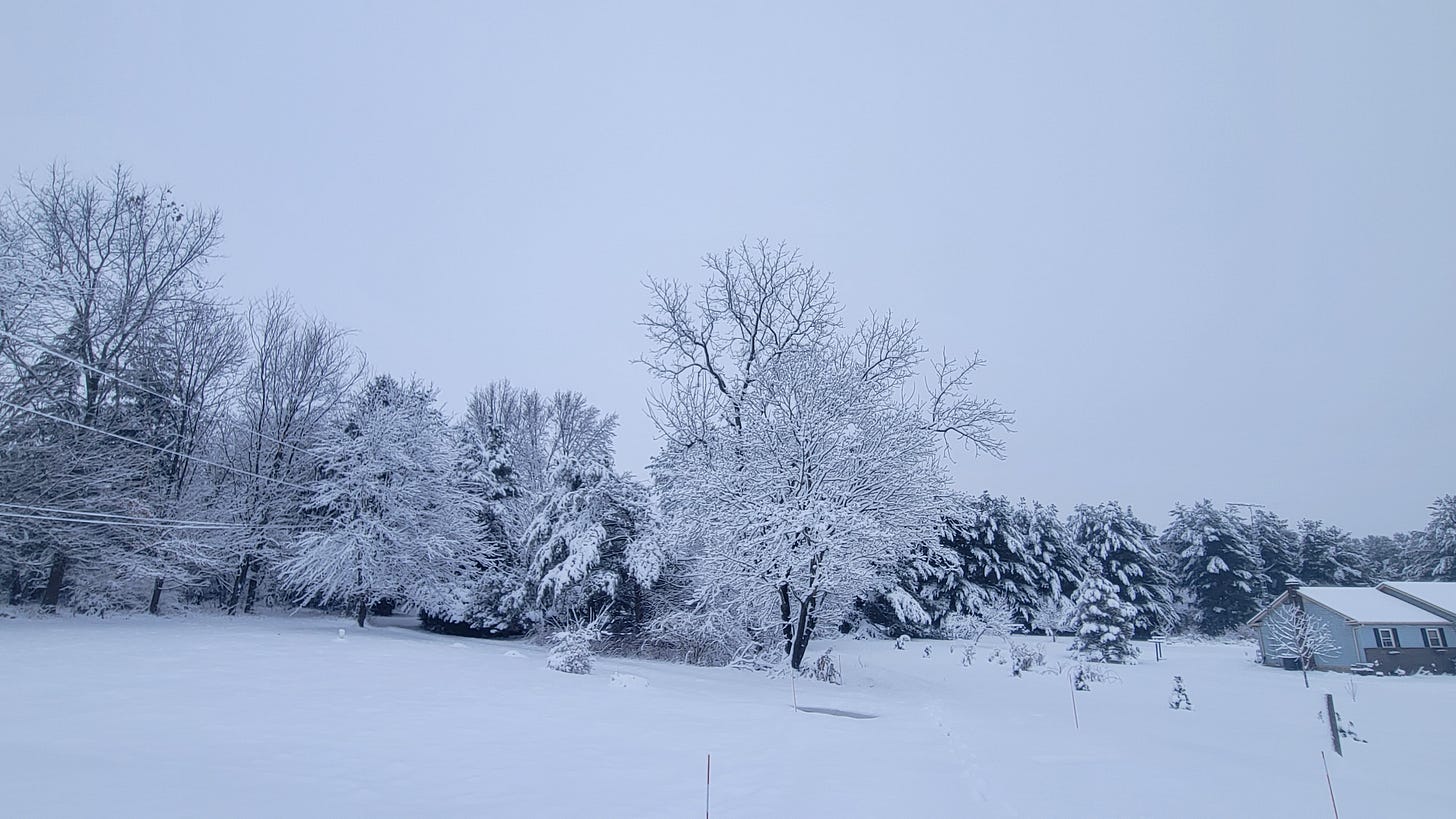 A front yard, snow covered trees. 