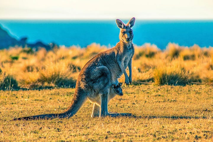 Photo of a kangaroo. Photo of a folding chair.