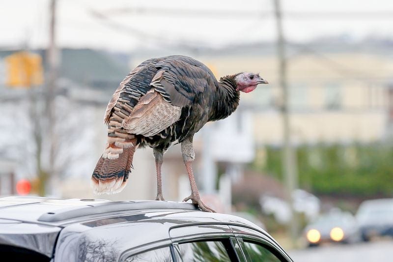No solutions in sight as Staten Island’s wild turkey problem reaches ...