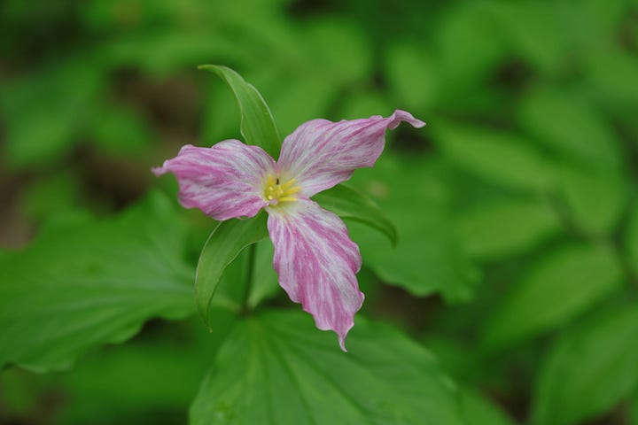 5 photos of great white trillium, a flower with three big petals, usually white, though in the fifth photo the petals have wide pink stripes. One photo is a closeup of a side view of a flower with a large bee on it (probably a nomad bee.) The bee has a long abdomen striped with yellow and black, yellow legs, and black wings and antennae.