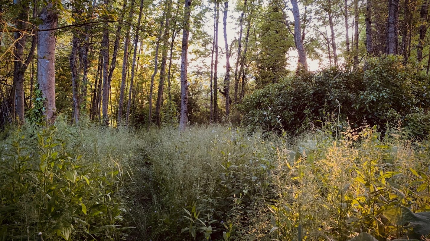 A woodland with tall trees, trunks thin and almost violet it the light pouring through the branches, tall grasses all around
