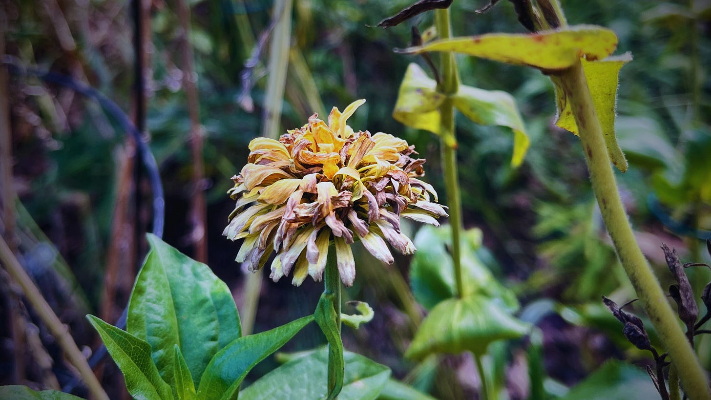 at autumn's threshold