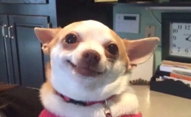 Memes De Perros Chihuahuas – Theme Loader
