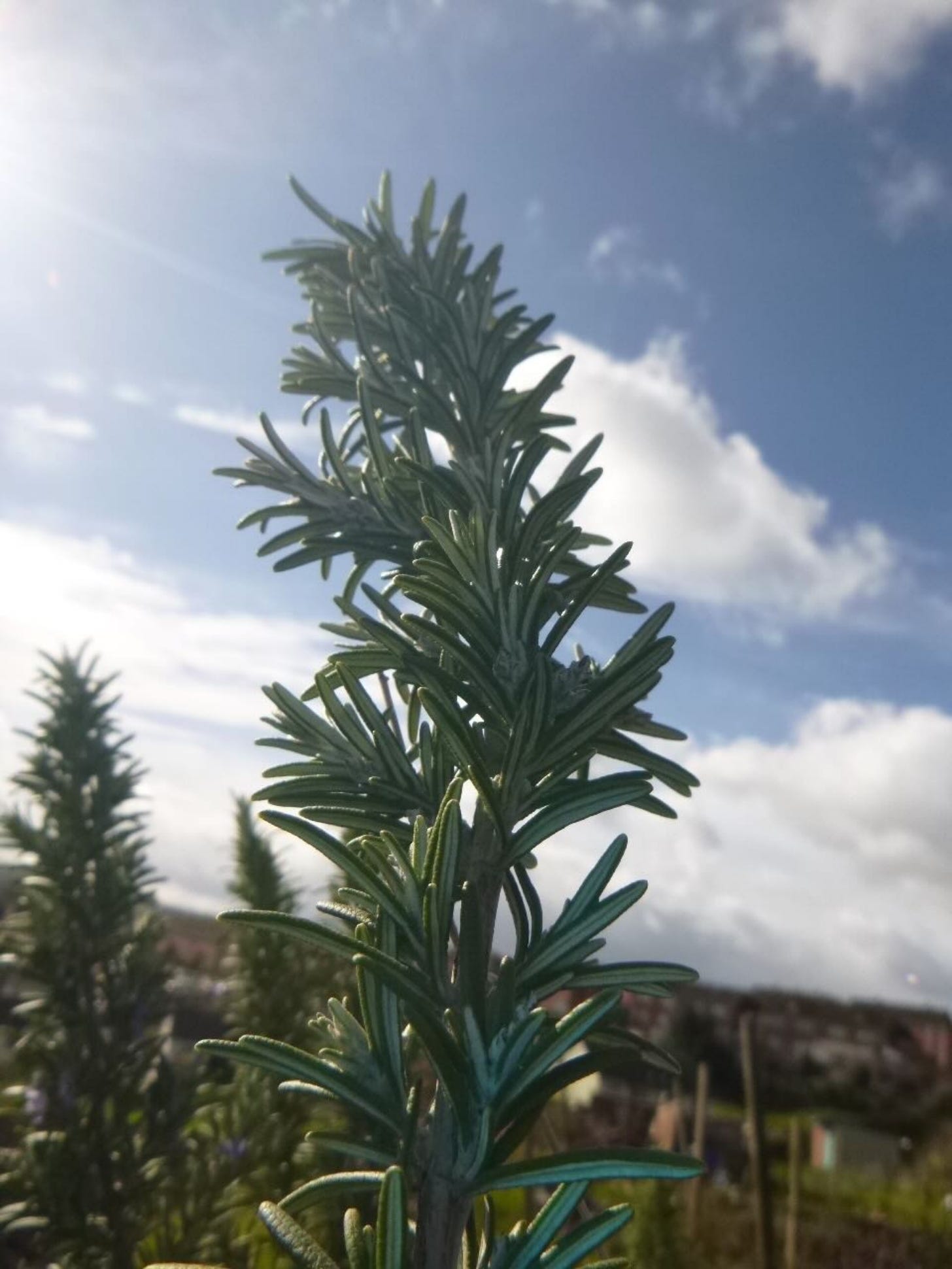 Looking up at a growing sprig of spiky rosemary against the blue sky