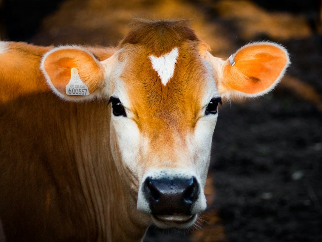 selective focus photography of brown cow selective focus photography of brown cow