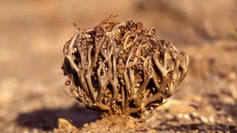 Getty Images This image is a close-up photograph of a dried, spherical plant structure resting on sandy ground. The plant is composed of many thin, curled, woody stems woven together into a cage-like ball, with small seed pods or dried floral remnants visible throughout the interior. The foreground is sharply focused, highlighting the rough texture of the stems and the grains of soil at the base of the plant. The background is heavily blurred in warm tan and brown tones, creating a shallow depth-of-field effect that isolates the plant from its surroundings. Getty Images This image is a close-up photograph of a dried, spherical plant structure resting on sandy ground. The plant is composed of many thin, curled, woody stems woven together into a cage-like ball, with small seed pods or dried floral remnants visible throughout the interior. The foreground is sharply focused, highlighting the rough texture of the stems and the grains of soil at the base of the plant. The background is heavily blurred in warm tan and brown tones, creating a shallow depth-of-field effect that isolates the plant from its surroundings.