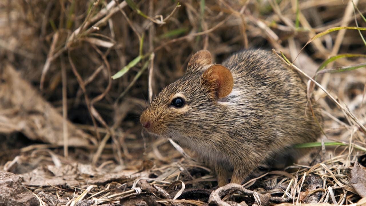 Mastomys rat