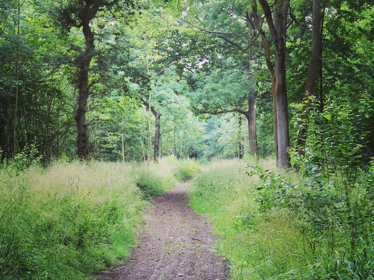 Path leading into the woods