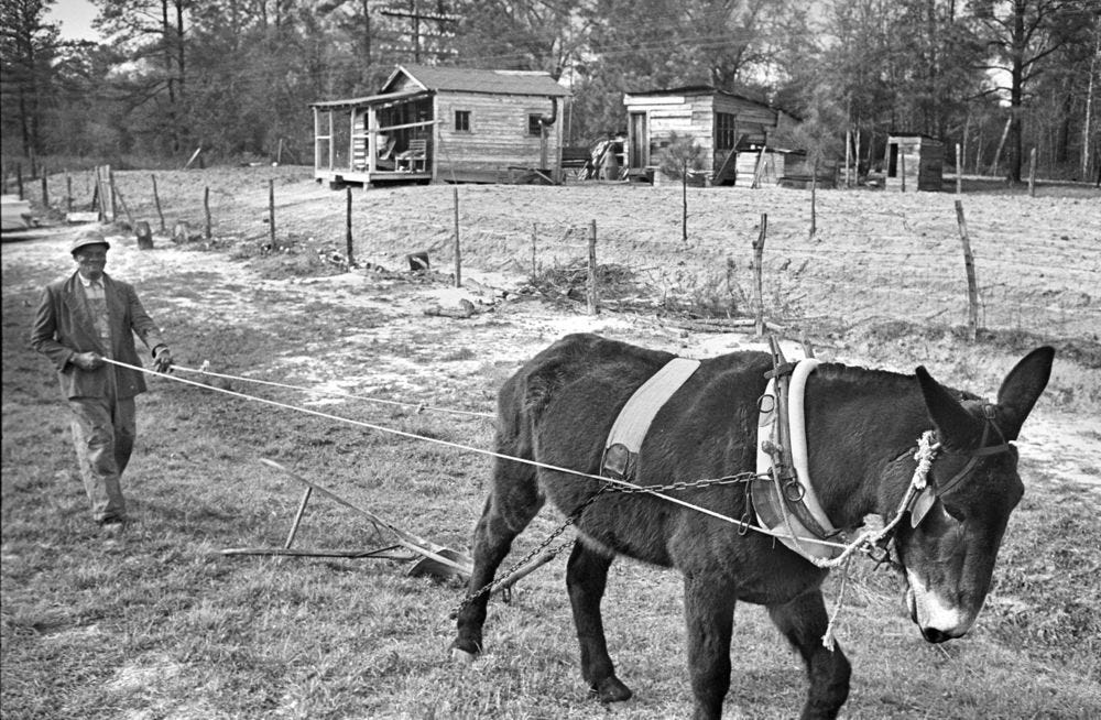 40 Acres Mule - Texas Institute for the Preservation of History and Culture