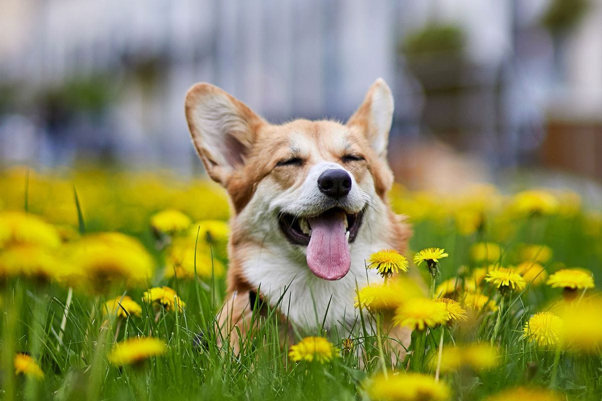 Dogs cry tears of joy when reunited with their owners, study says |  Salon.com