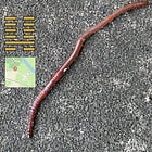 WORM