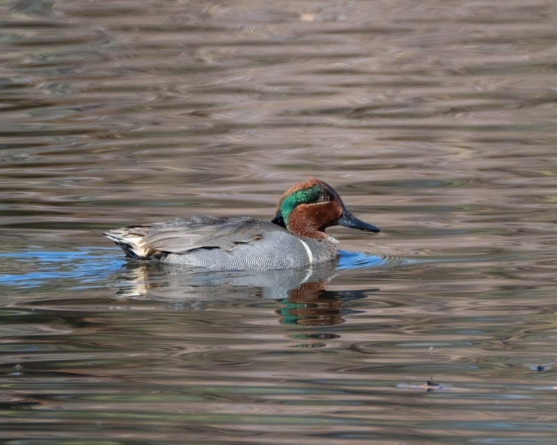 20241230-Sweetwater-190-Edit.jpg 20241230-Sweetwater-190-Edit.jpg