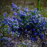 Vintage Wisdom from Ann Anderson Evans