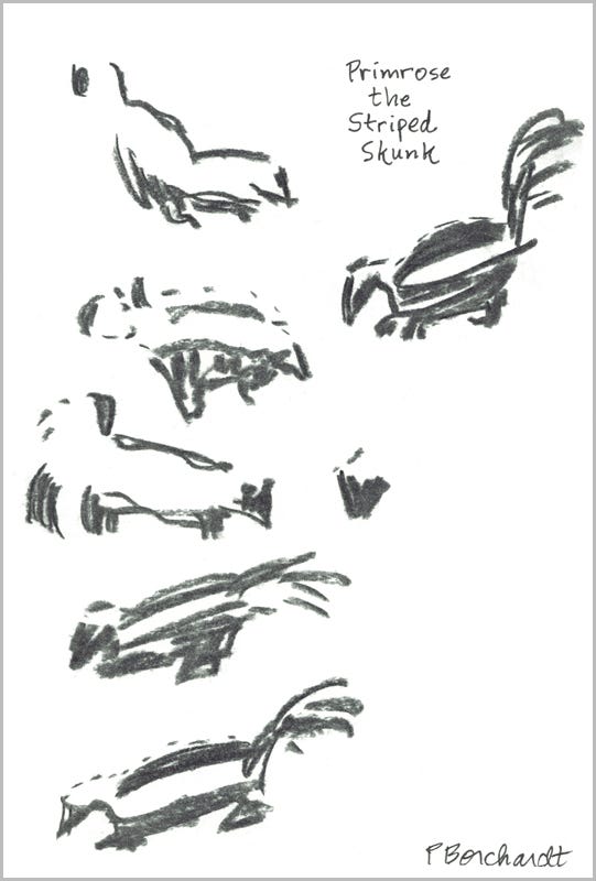 Primrose the Striped Skunk, page 1 (charcoal)