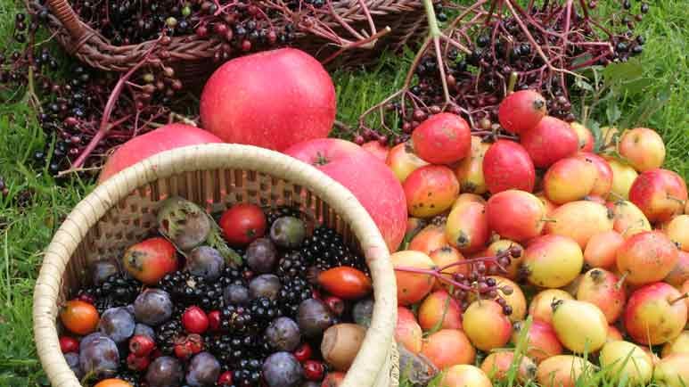 elderberry extract for influenza