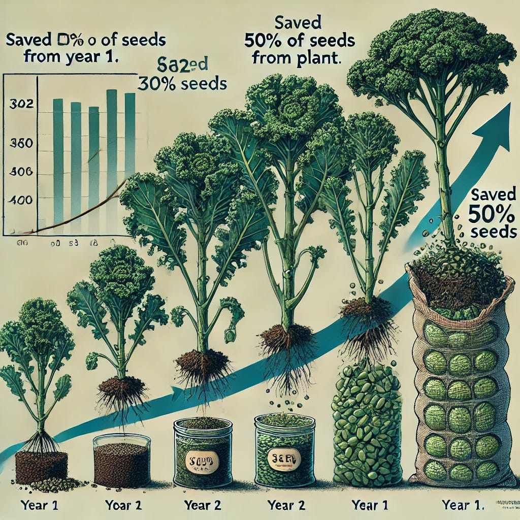 An illustration showing the growth of kale plants and seed production across two years based on the provided statistics. The first part of the image depicts nine mature kale plants with seed pods, each labeled with '360 seeds per plant,' totaling 3,242 seeds. An arrow leads to the second part, where 1,621 seeds are planted, and a small percentage (25%) is shown germinating into 405 new kale plants. Another arrow leads to the next stage where each of these 405 plants produces 360 seeds, resulting in a total of 145,800 seeds. In the background, a container or bag of seeds is labeled 'Saved 50% of seeds from Year 1.' The scene should evoke a sense of natural growth, regeneration, and abundance.