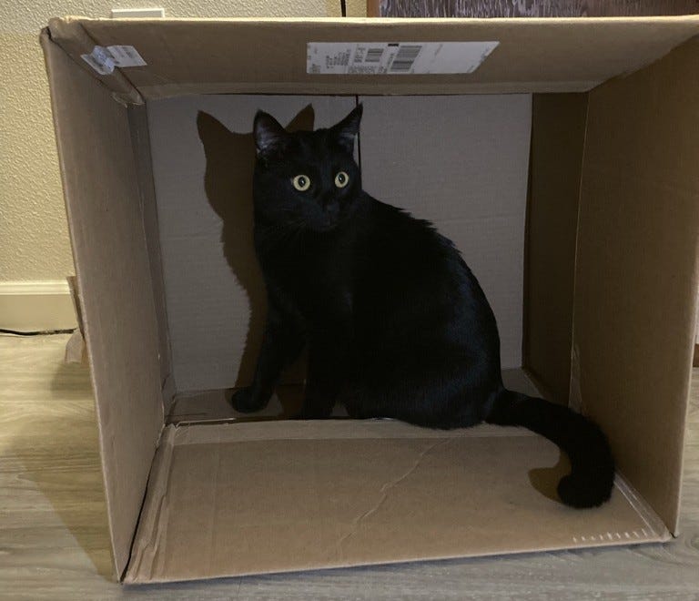 Sprite looks curiously out from a cardboard box on it's side, with a curious expression on his face Sprite looks curiously out from a cardboard box on it's side, with a curious expression on his face