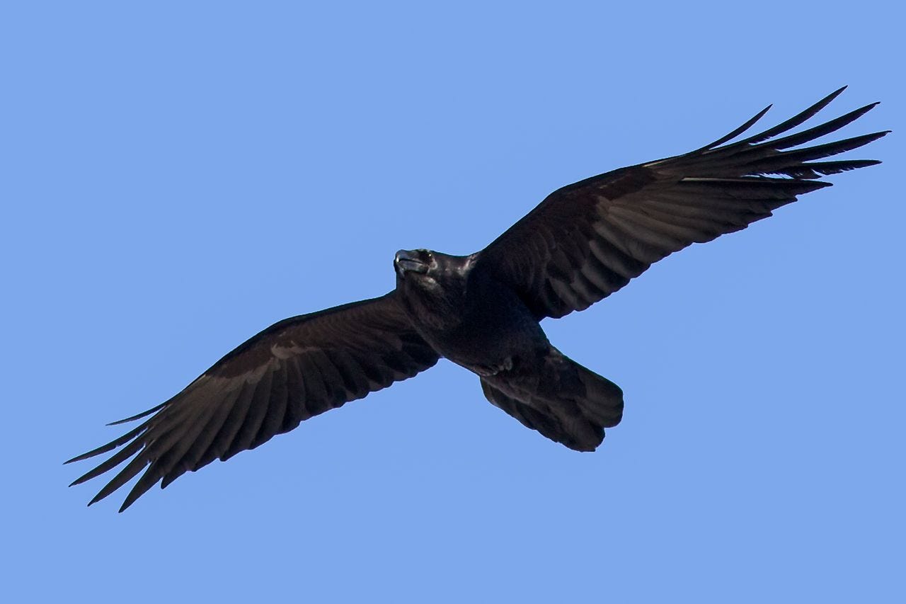 Common Raven | Common Raven - one of 2 species seen in every province and  territory | Raven flying, Bald eagle, Crows ravens