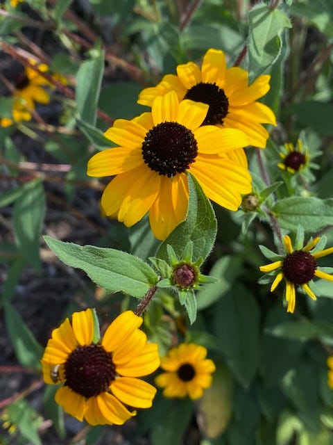 clockwise from top right, dandelion, chickory, Echinacea, Rudbeckia