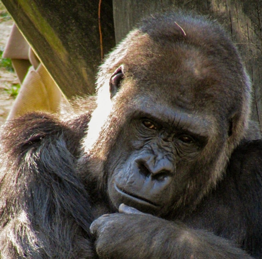 Contemplative gorilla.