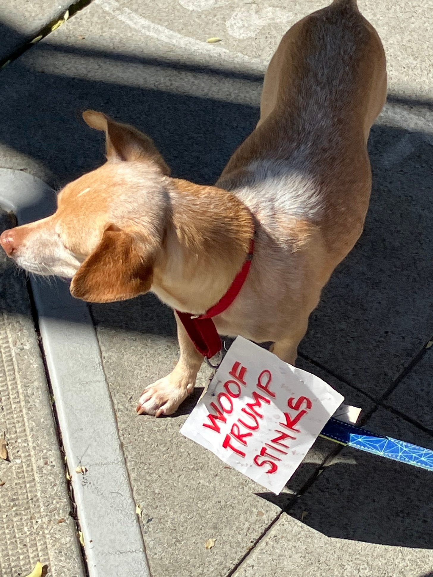 May be an image of dog and text