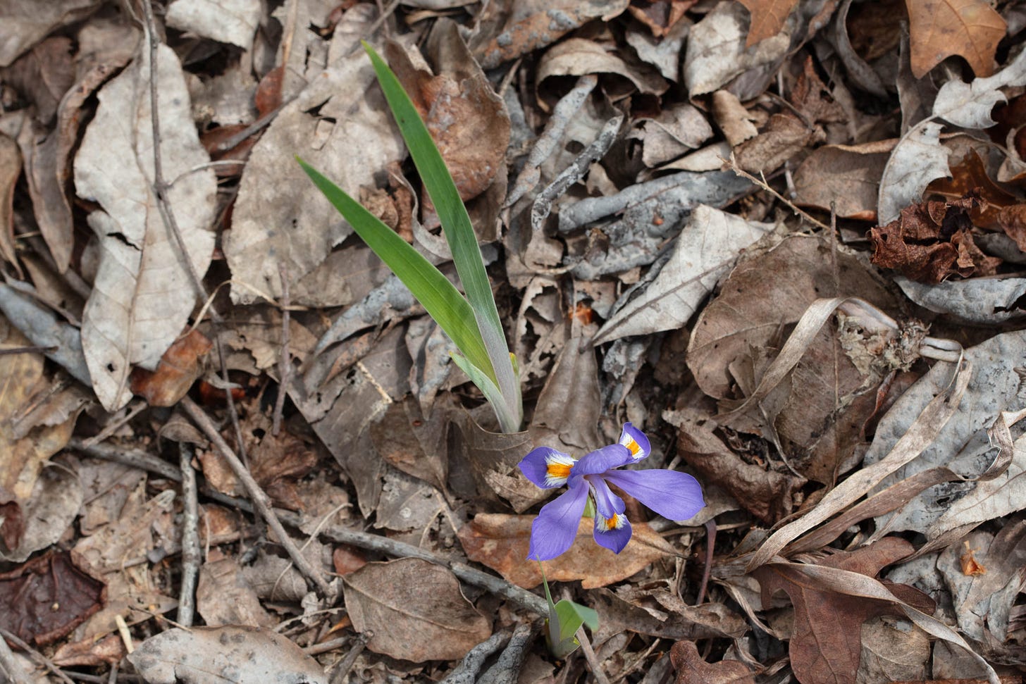Overhead view of a small iris with dark purple petals, some of which have white and orange on them.