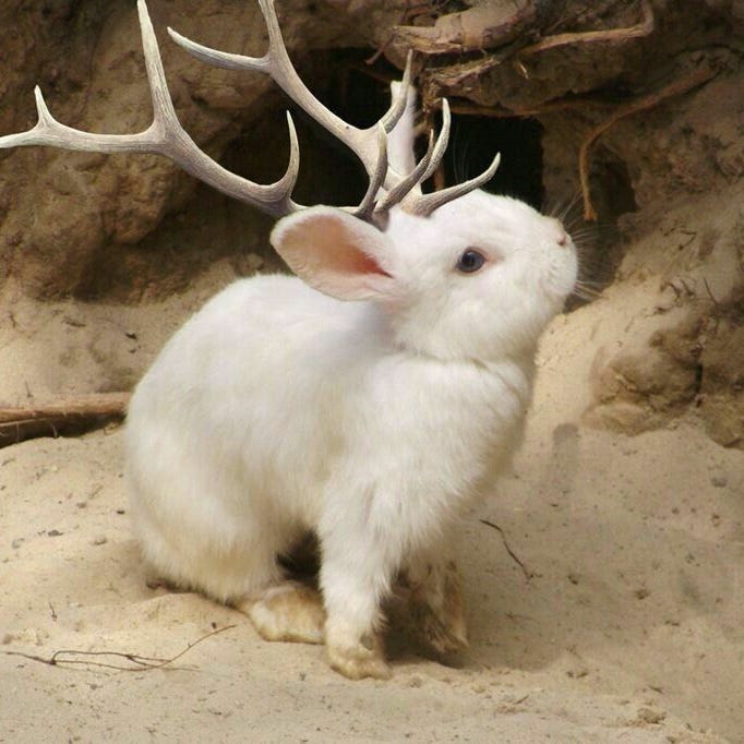 Valentine's Substack