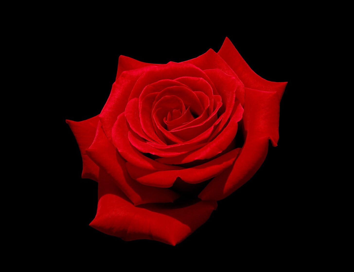 https://commons.wikimedia.org/wiki/File:Red_rose_with_black_background.jpg