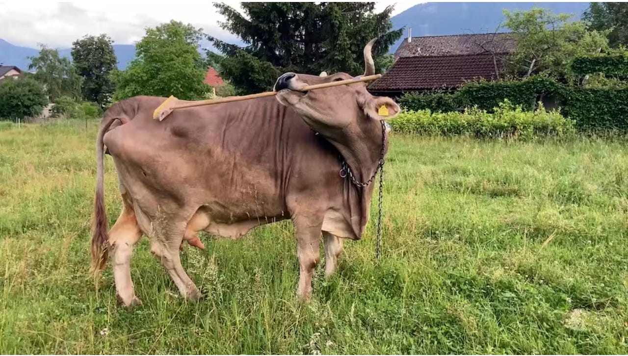 A cow standing in a field holding a broom in her mouth; she's turned around using the end of the broom to scratch her hindquarters